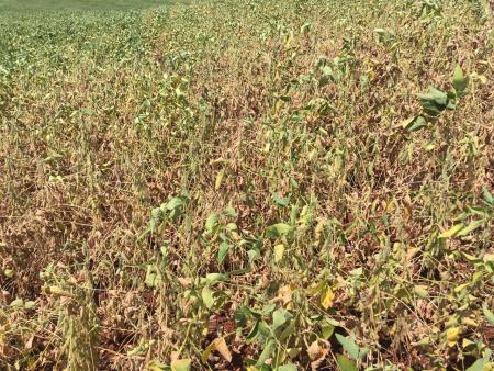 Município de Jóia pode decretar situação de emergência devido à estiagem