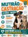 Jóia realiza mutirão de castração de cães e gatos 